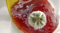 Kalup na marmelatu: zakaj se pojavi in kaj storiti